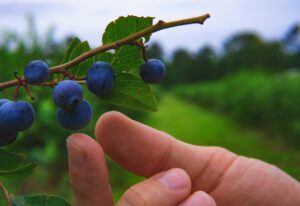 Alabama Berry nasıl bir yer