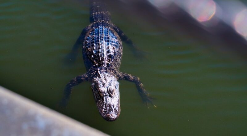 Alabama Gainesville nasıl bir yer