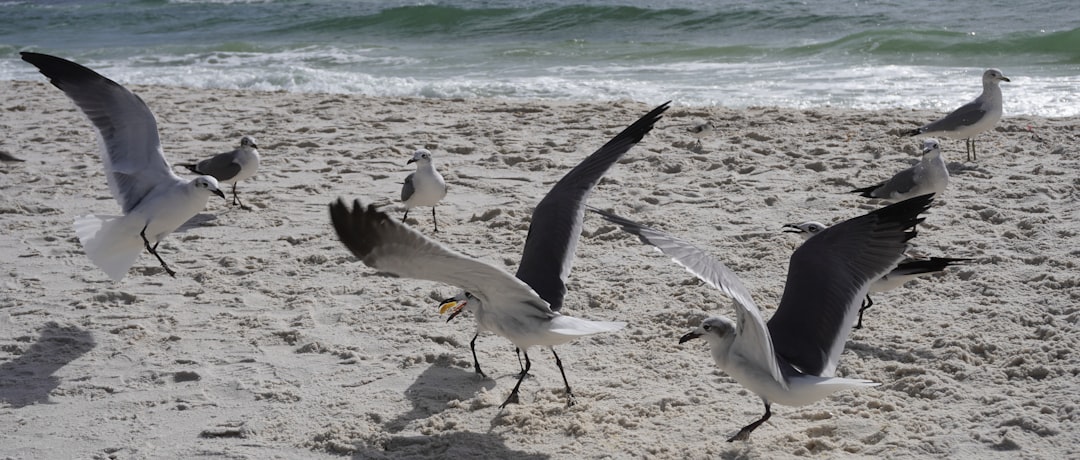 Alabama Gulf Shores nasıl bir yer