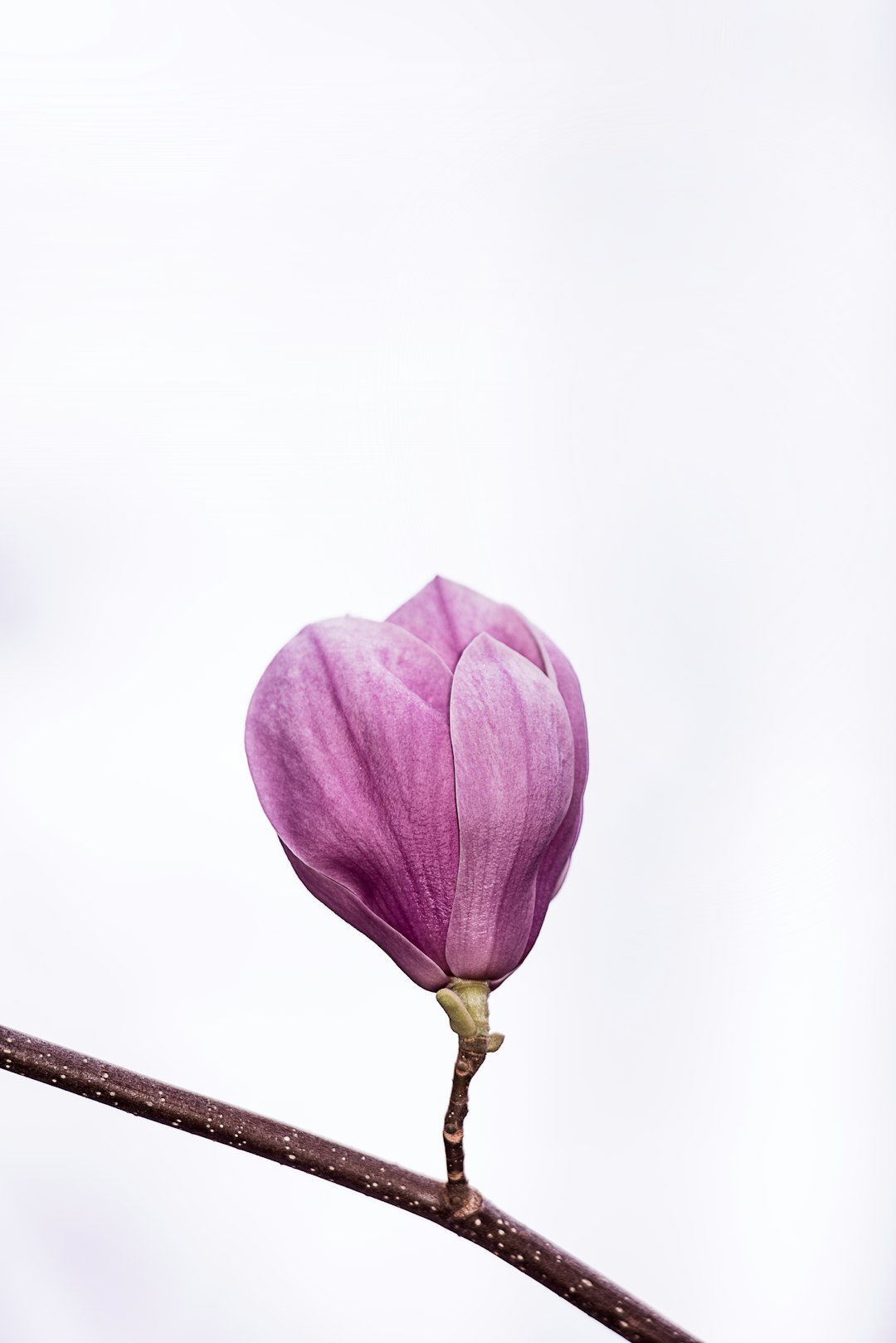 Alabama Magnolia Springs nasıl bir yer