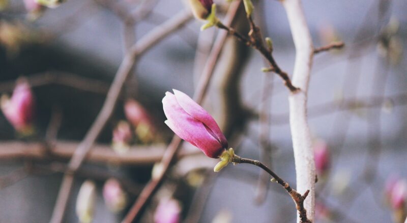 Alabama Magnolia Springs nasıl bir yer