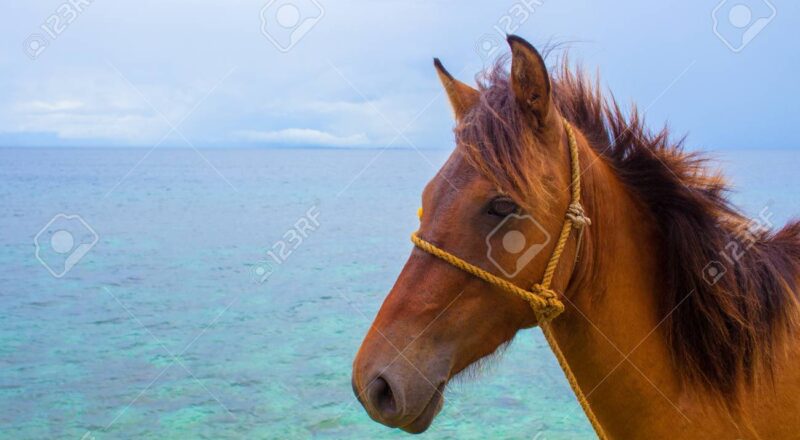 Antigua ve Barbuda Seaview Farm nasıl bir yer?