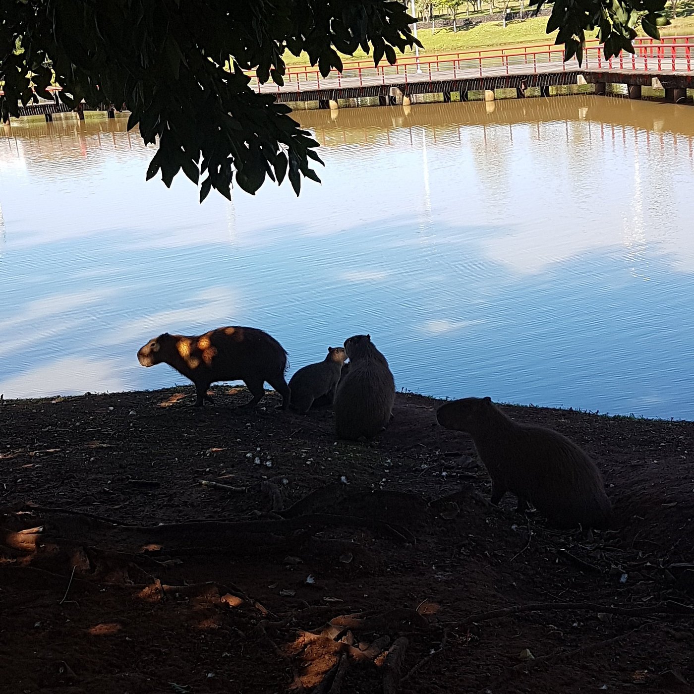 Brezilya São José do Rio Preto Nasıl Bir Yer